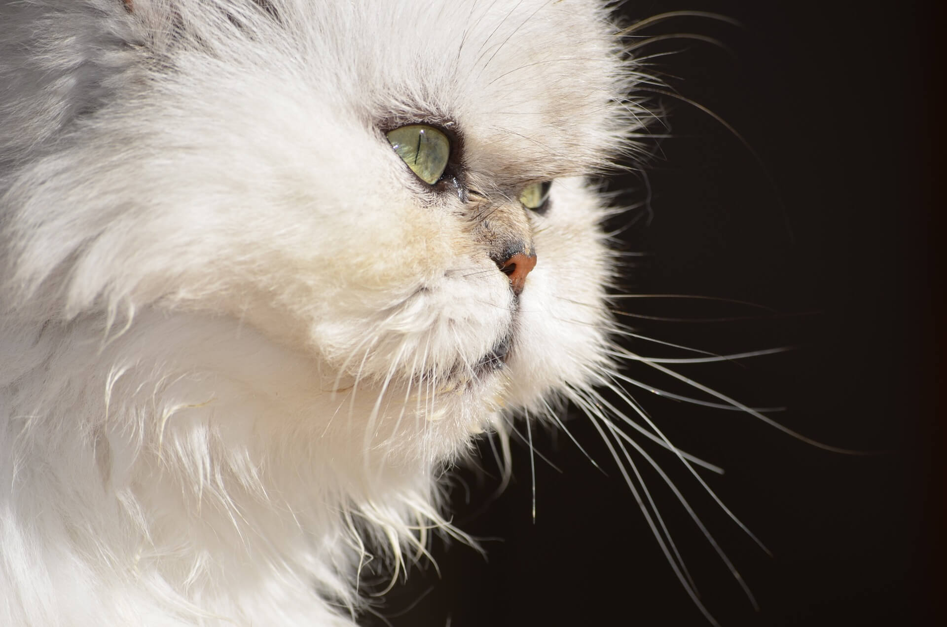 Gato Persa: origem e comportamento