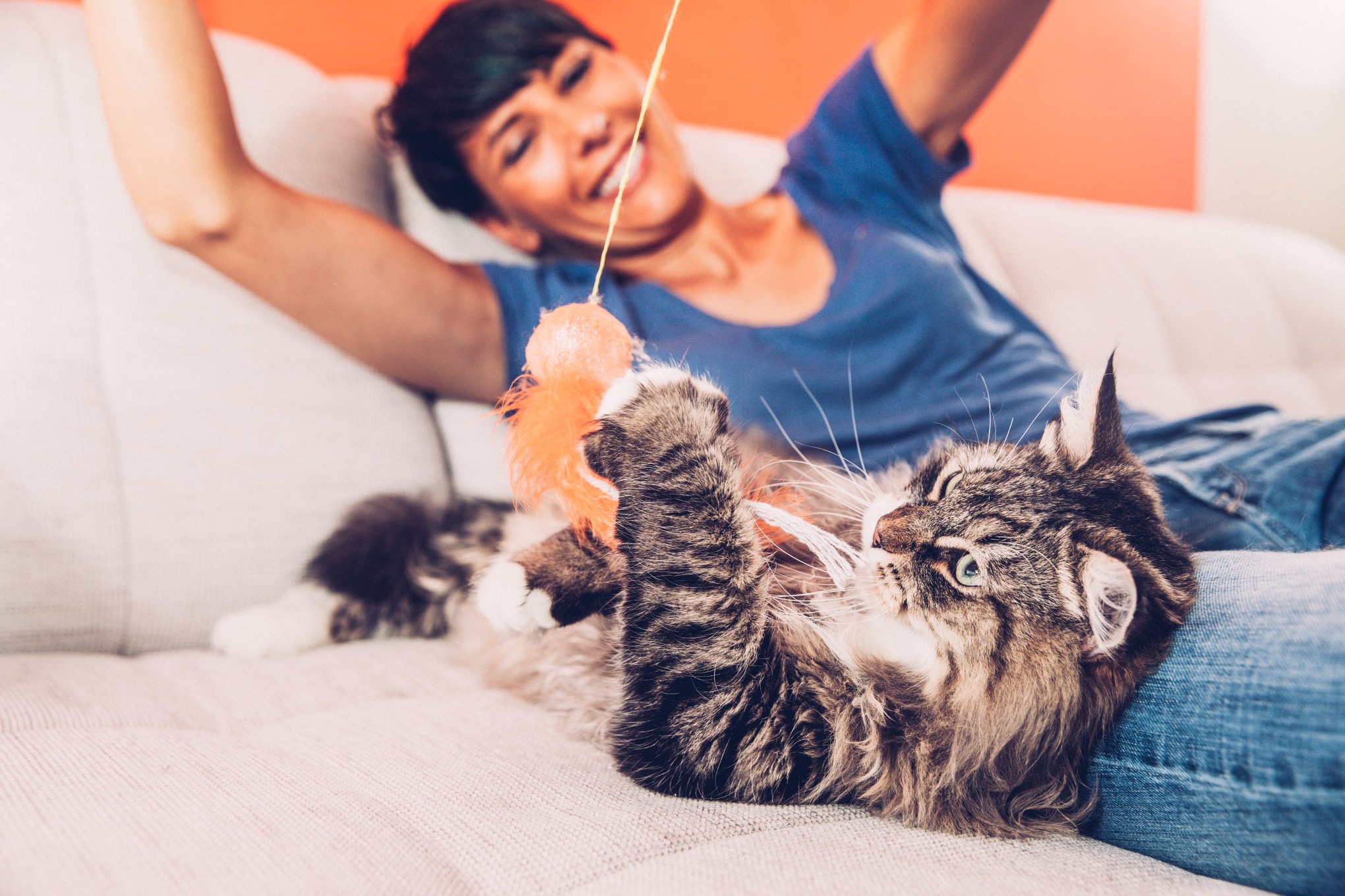 Melhores Brinquedos para Gatos