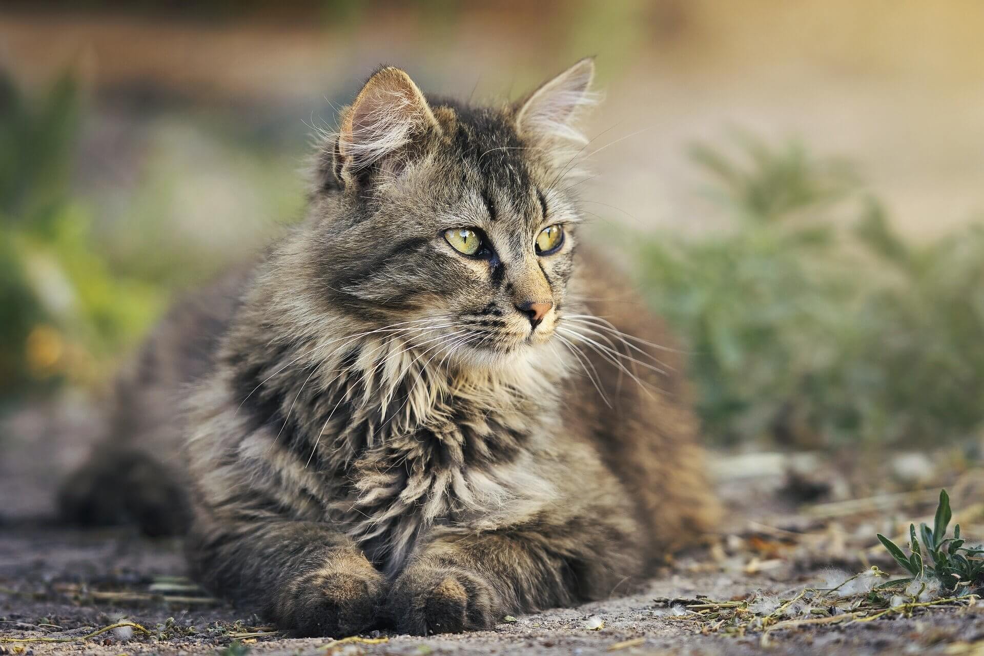 Gravidez psicológica em gatos