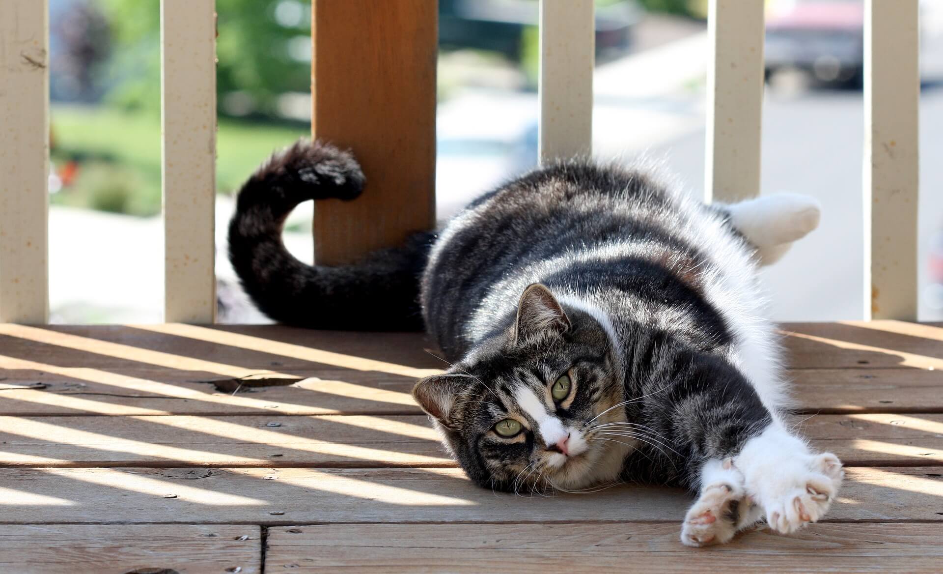 gato american shorthair