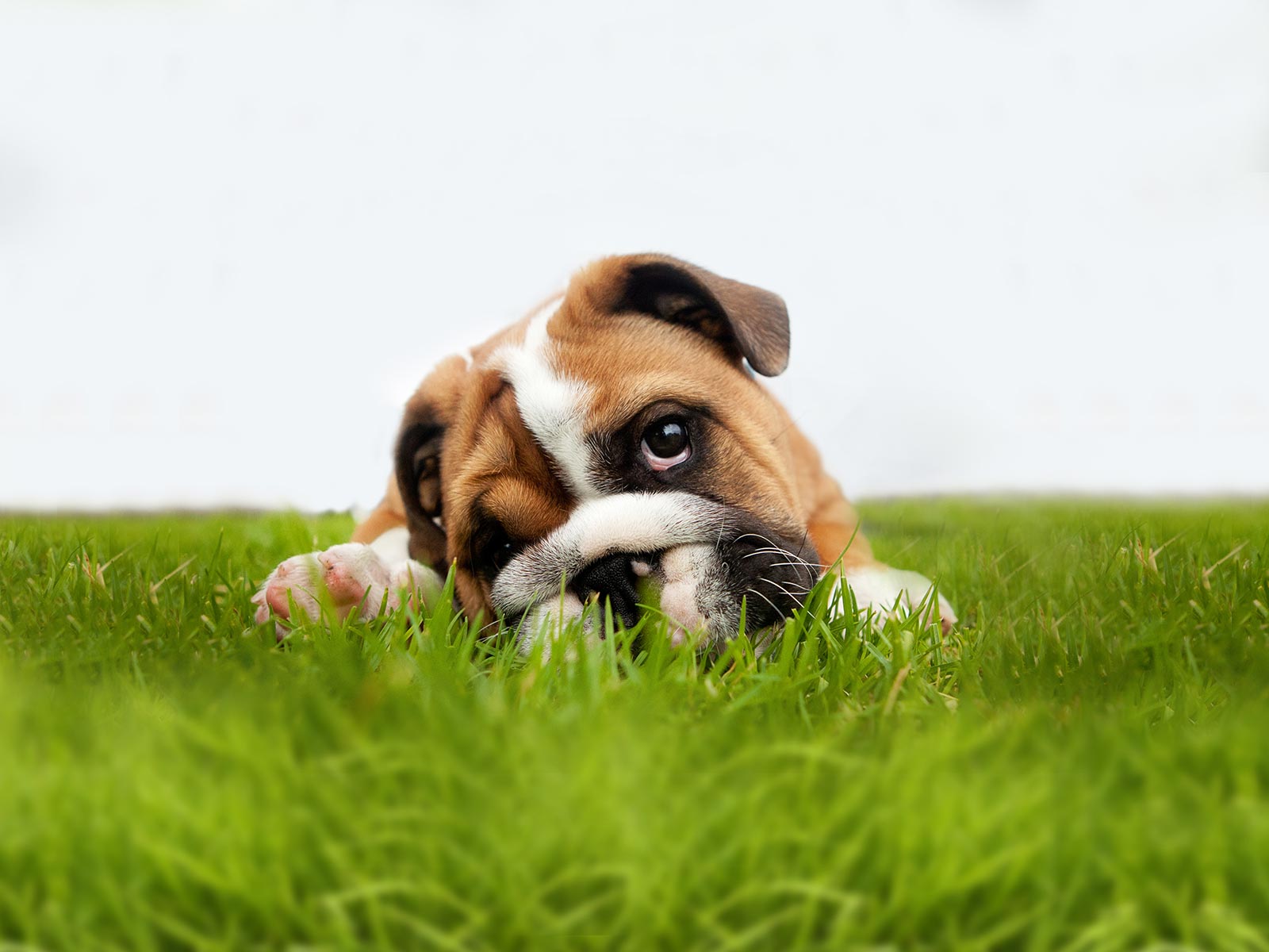Otite Canina