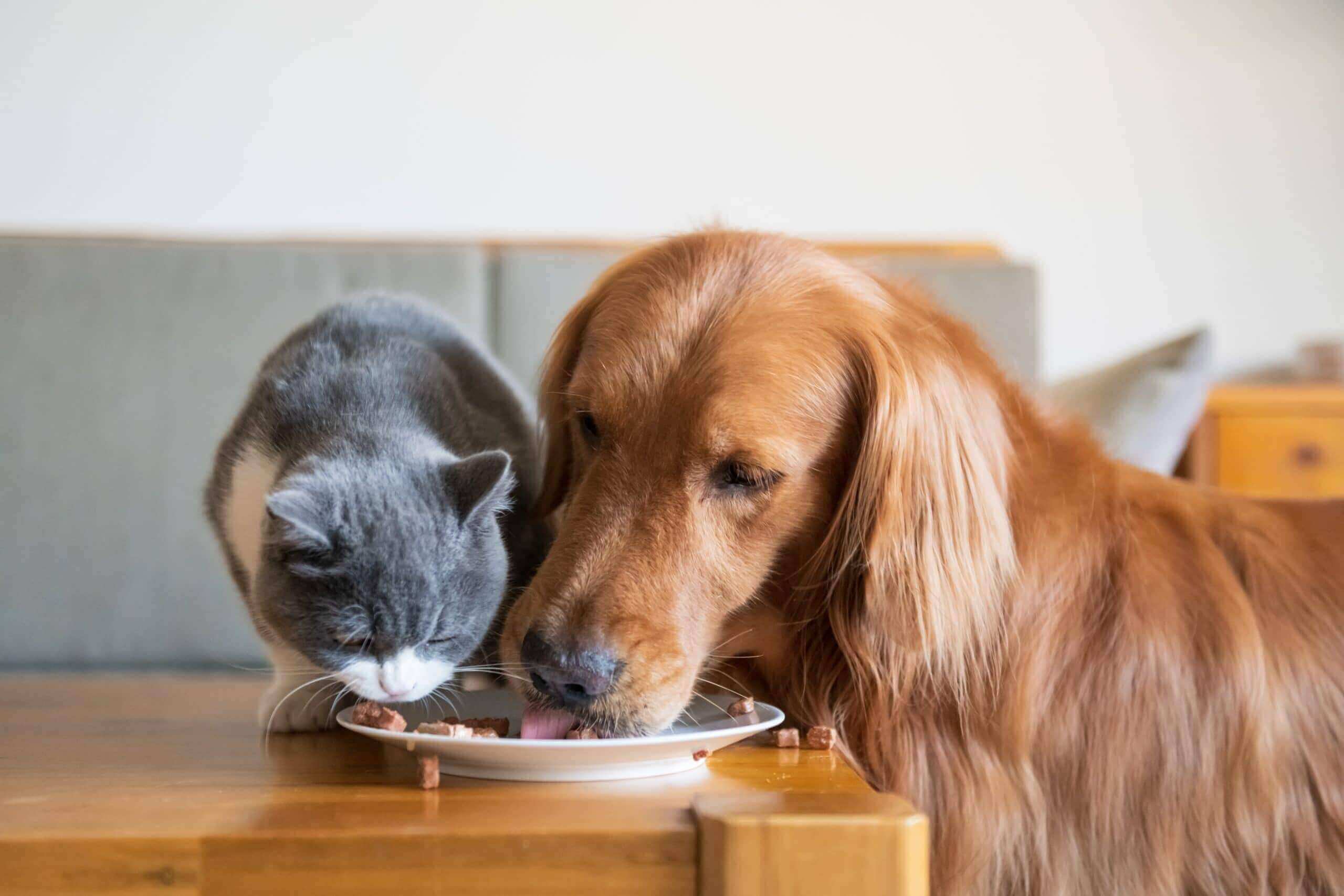 imagem de cão e gato a comerem ração